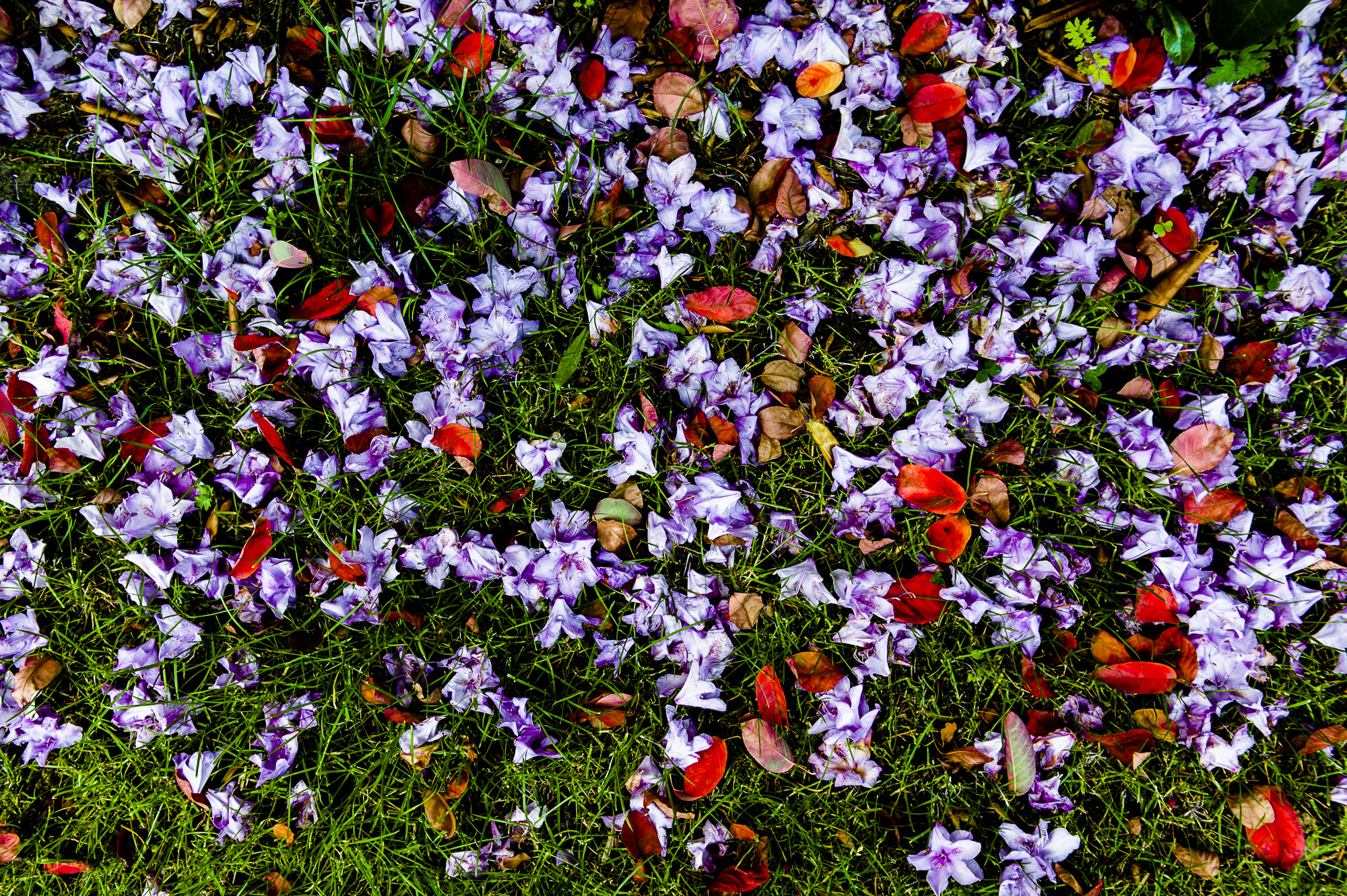 Falling blossoms